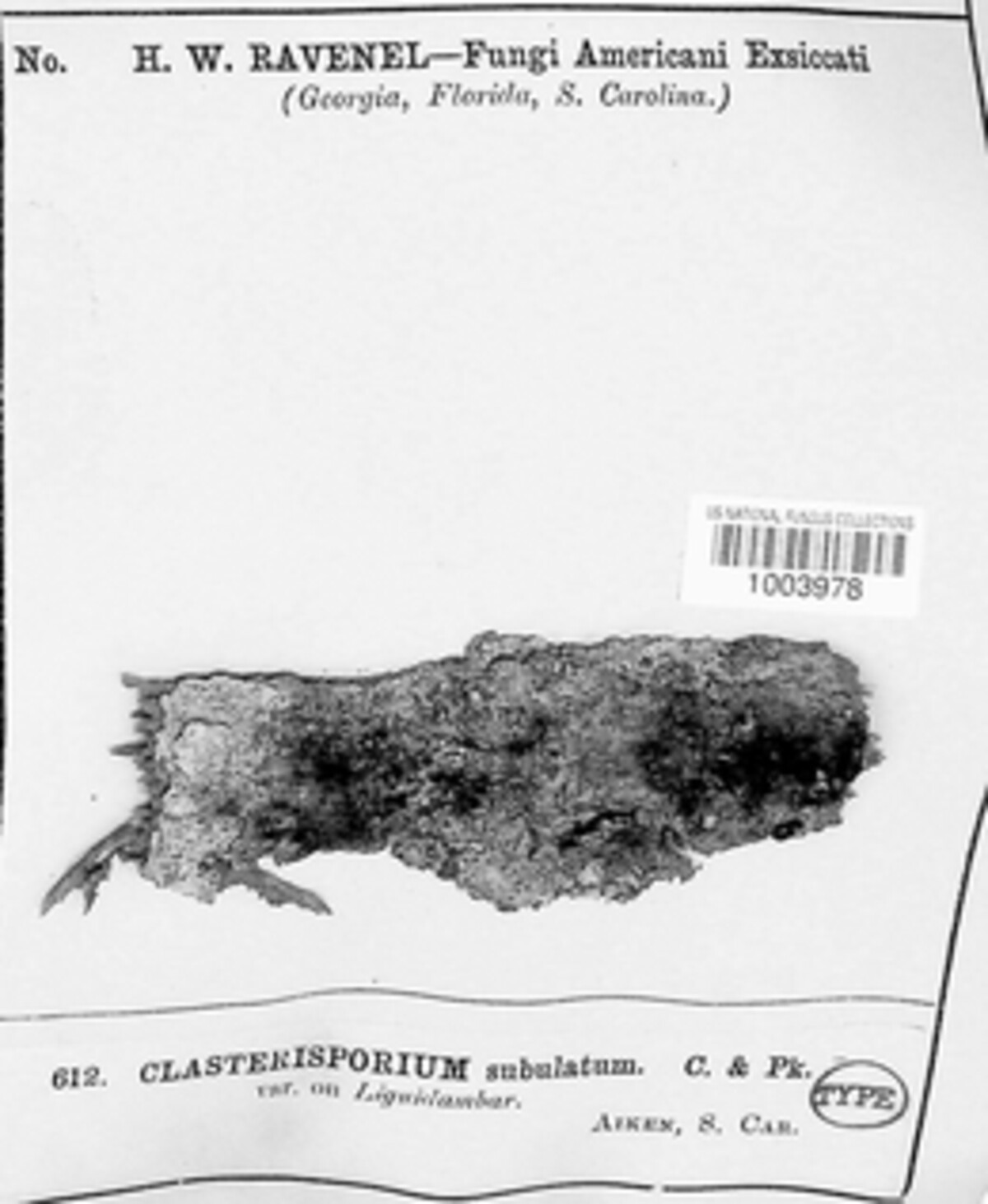 Repetophragma subulatum image